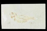Bargain, Cretaceous Fossil Fish - Lebanon #162852-1